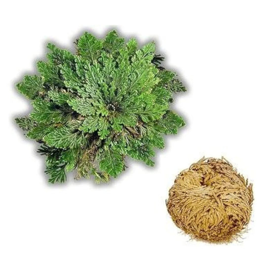 Rose of Jericho