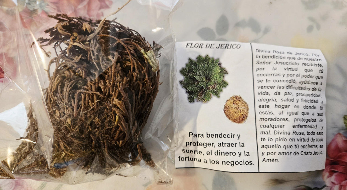 Large Rose of Jericho