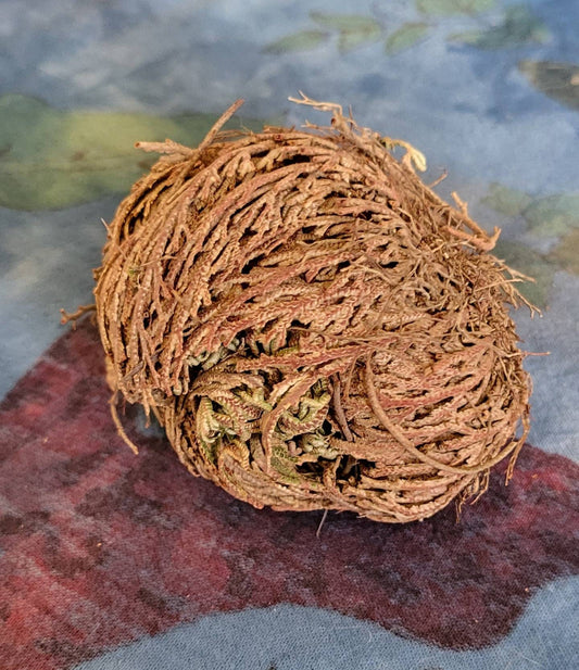 Rose of Jericho